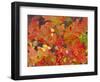 Red Oak Leaves, Colorado, USA-Julie Eggers-Framed Photographic Print