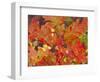 Red Oak Leaves, Colorado, USA-Julie Eggers-Framed Photographic Print