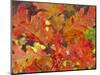 Red Oak Leaves, Colorado, USA-Julie Eggers-Mounted Photographic Print