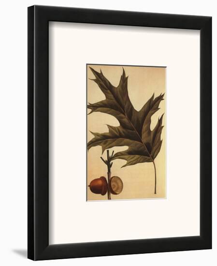Red Oak-Francois A. Michaux-Framed Art Print