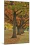 Red Oaks at Fernhill Park, Portland, Oregon, USA-Jaynes Gallery-Mounted Photographic Print