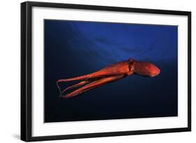 Red Octopus-Barathieu Gabriel-Framed Giclee Print