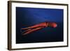 Red Octopus-Barathieu Gabriel-Framed Giclee Print