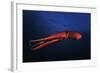 Red Octopus-Barathieu Gabriel-Framed Giclee Print