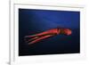 Red Octopus-Barathieu Gabriel-Framed Giclee Print