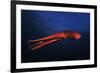 Red Octopus-Barathieu Gabriel-Framed Giclee Print