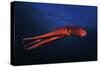 Red Octopus-Barathieu Gabriel-Stretched Canvas