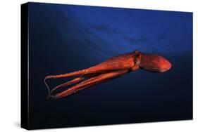 Red Octopus-Barathieu Gabriel-Stretched Canvas