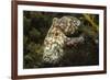 Red Octopus-Hal Beral-Framed Photographic Print