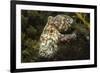 Red Octopus-Hal Beral-Framed Photographic Print