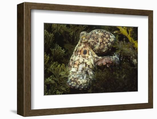 Red Octopus-Hal Beral-Framed Photographic Print