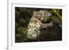 Red Octopus-Hal Beral-Framed Photographic Print