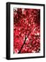 Red on Air-Philippe Sainte-Laudy-Framed Photographic Print