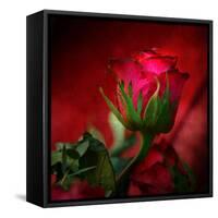 Red on Red-Philippe Sainte-Laudy-Framed Stretched Canvas