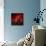 Red on Red-Philippe Sainte-Laudy-Framed Stretched Canvas displayed on a wall