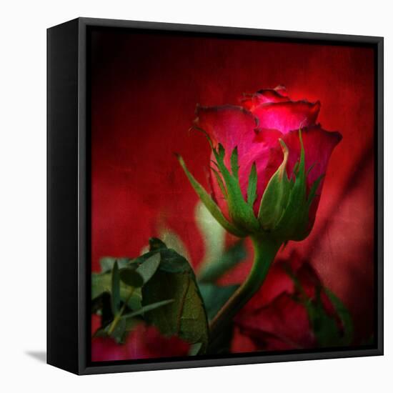 Red on Red-Philippe Sainte-Laudy-Framed Stretched Canvas