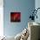 Red on Red-Philippe Sainte-Laudy-Premium Photographic Print displayed on a wall