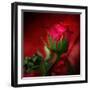 Red on Red-Philippe Sainte-Laudy-Framed Premium Photographic Print