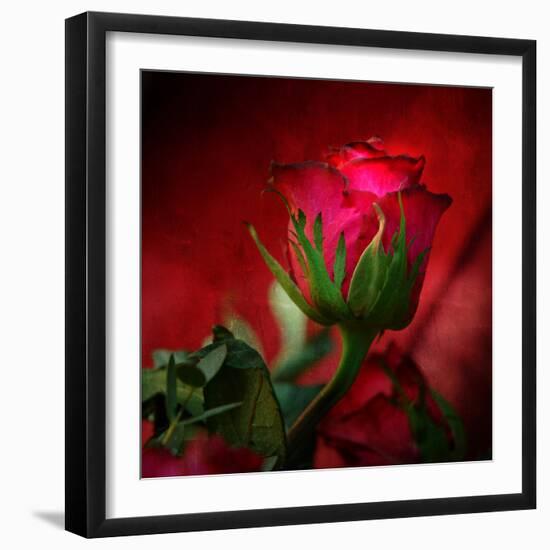 Red on Red-Philippe Sainte-Laudy-Framed Photographic Print