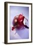 Red Onion, Partly Peeled-Foodcollection-Framed Photographic Print