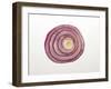 Red Onion Ring-Foodcollection-Framed Photographic Print