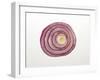 Red Onion Ring-Foodcollection-Framed Photographic Print