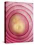 Red Onion-Greg Elms-Stretched Canvas