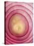 Red Onion-Greg Elms-Stretched Canvas