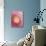 Red Onion-Greg Elms-Photographic Print displayed on a wall