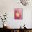 Red Onion-Greg Elms-Mounted Photographic Print displayed on a wall
