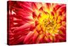 Red, Orange and Yellow Flame Colors Dahlia Flower with Yellow Center close up Macro Photo. Photo Em-null-Stretched Canvas