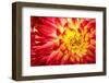 Red, Orange and Yellow Flame Colors Dahlia Flower with Yellow Center close up Macro Photo. Photo Em-null-Framed Photographic Print