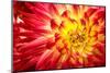 Red, Orange and Yellow Flame Colors Dahlia Flower with Yellow Center close up Macro Photo. Photo Em-null-Mounted Photographic Print