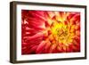 Red, Orange and Yellow Flame Colors Dahlia Flower with Yellow Center close up Macro Photo. Photo Em-null-Framed Photographic Print