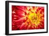 Red, Orange and Yellow Flame Colors Dahlia Flower with Yellow Center close up Macro Photo. Photo Em-null-Framed Photographic Print