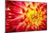 Red, Orange and Yellow Flame Colors Dahlia Flower with Yellow Center close up Macro Photo. Photo Em-null-Mounted Photographic Print