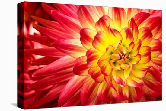 Red, Orange and Yellow Flame Colors Dahlia Flower with Yellow Center close up Macro Photo. Photo Em-null-Stretched Canvas