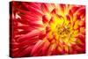 Red, Orange and Yellow Flame Colors Dahlia Flower with Yellow Center close up Macro Photo. Photo Em-null-Stretched Canvas