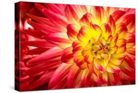 Red, Orange and Yellow Flame Colors Dahlia Flower with Yellow Center close up Macro Photo. Photo Em-null-Stretched Canvas