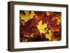 Red, Orange and yellow maples leaves in Autumn-Alan Majchrowicz-Framed Photographic Print