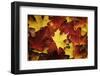 Red, Orange and yellow maples leaves in Autumn-Alan Majchrowicz-Framed Photographic Print