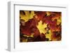 Red, Orange and yellow maples leaves in Autumn-Alan Majchrowicz-Framed Photographic Print