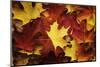 Red, Orange and yellow maples leaves in Autumn-Alan Majchrowicz-Mounted Photographic Print