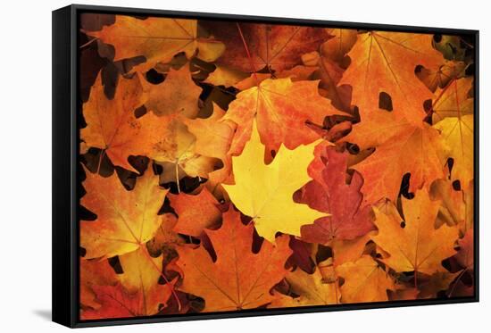 Red, Orange and yellow maples leaves in Autumn-Alan Majchrowicz-Framed Stretched Canvas