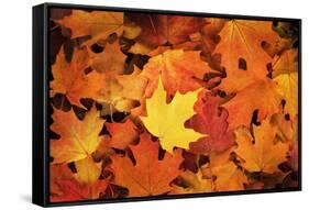 Red, Orange and yellow maples leaves in Autumn-Alan Majchrowicz-Framed Stretched Canvas