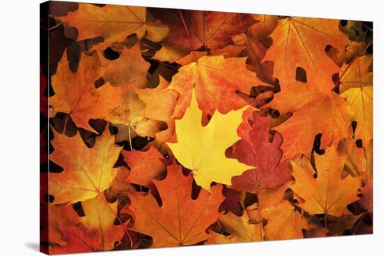 Red, Orange and yellow maples leaves in Autumn-Alan Majchrowicz-Stretched Canvas