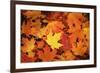 Red, Orange and yellow maples leaves in Autumn-Alan Majchrowicz-Framed Photographic Print