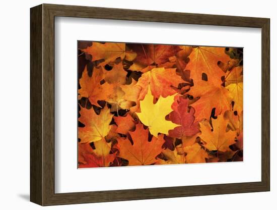 Red, Orange and yellow maples leaves in Autumn-Alan Majchrowicz-Framed Photographic Print