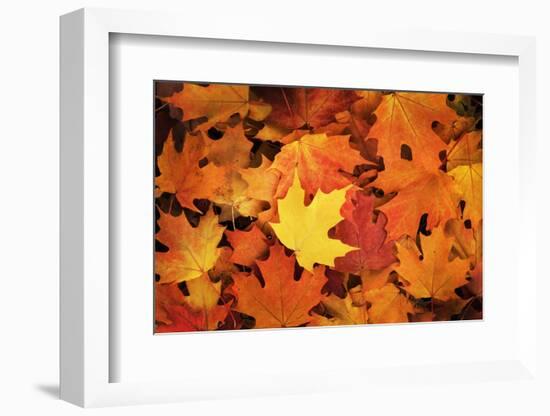 Red, Orange and yellow maples leaves in Autumn-Alan Majchrowicz-Framed Photographic Print