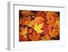 Red, Orange and yellow maples leaves in Autumn-Alan Majchrowicz-Framed Photographic Print